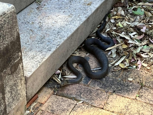 Eastern Brown Snake sighting