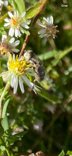 Unknown species found near Ridgeline Rd, Middlebury, VT, US