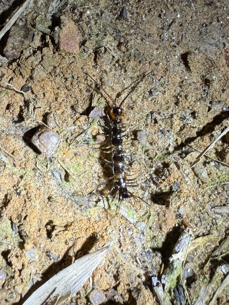 Lithobiidae in November 2025 by Artur Tomaszek · iNaturalist