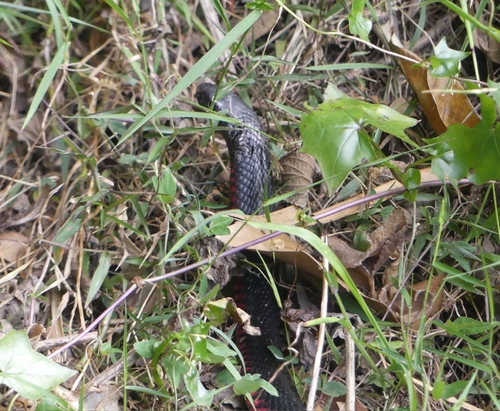 Red-bellied Black Snake sighting