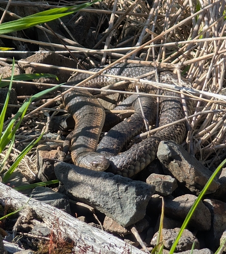 Lowlands Copperhead sighting