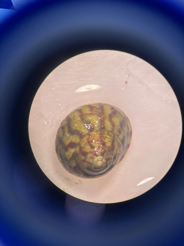 Steromphala umbilicalis