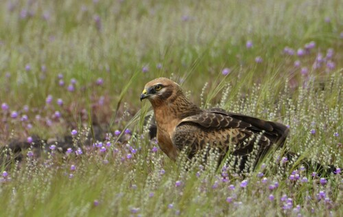 Montagu's Harrier