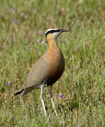 Indian Courser