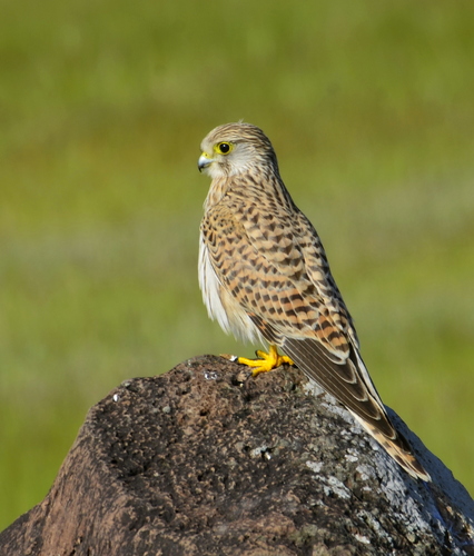 Eurasian Kestrel