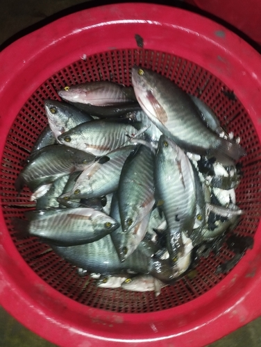 Snakeskin Gourami