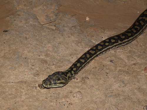 Coastal Carpet Python sighting