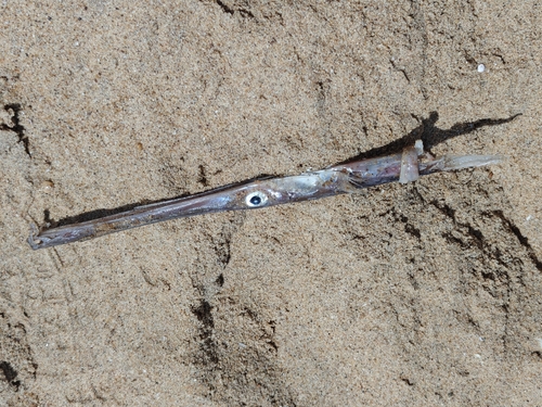 Atlantic Bluespotted Cornetfish