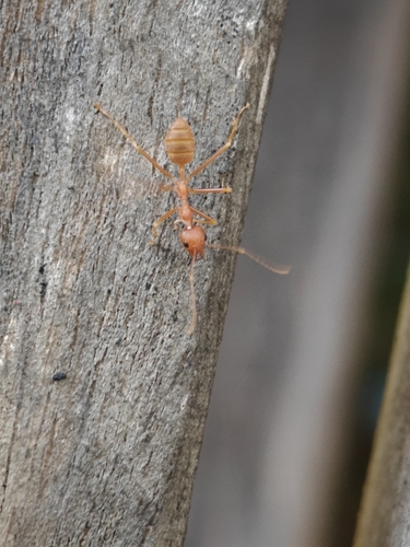 African Weaver Ant