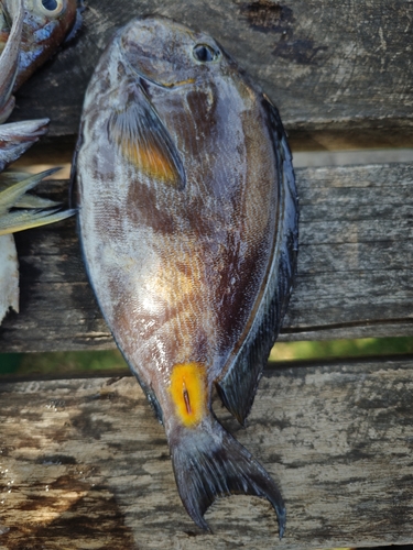 Monrovia Doctorfish