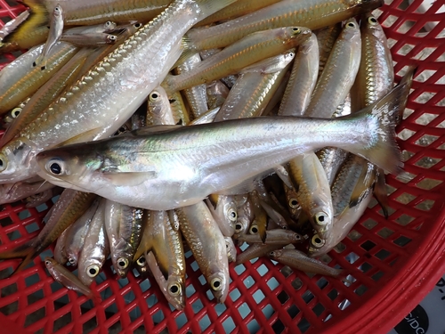 Pangasius nieuwenhuisii