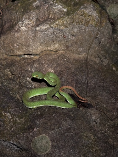 Red-barred Green Pitviper
