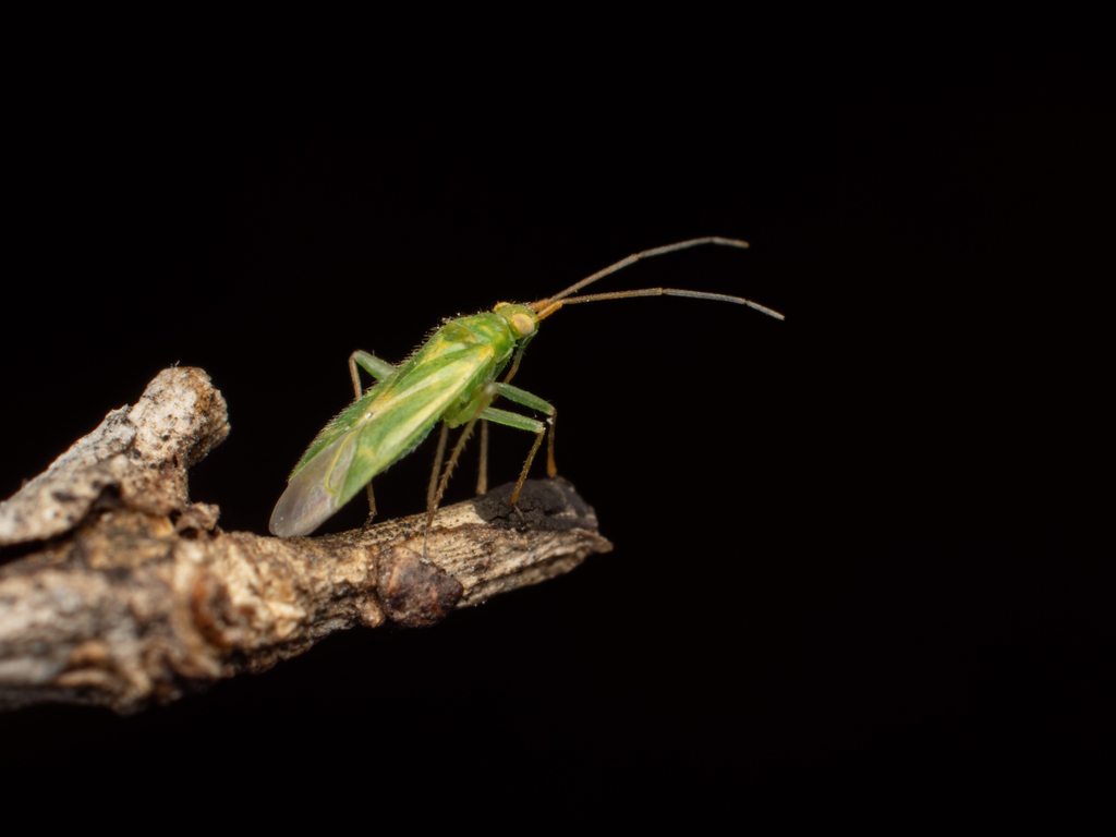 Blepharidopterus from 中国北京市海淀区 on November 14, 2025 at 02:17 PM by nana ...