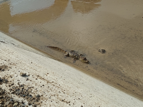 Spectacled Caiman