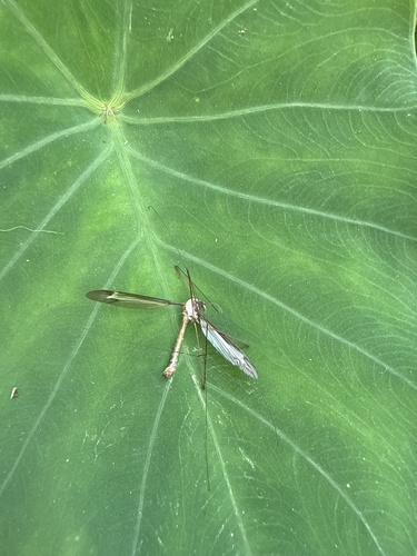 Unknown species found near Highlands-Perkins, Baton Rouge, LA, US