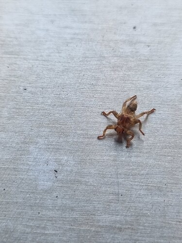 Unknown species found near Ulster County, NY, USA