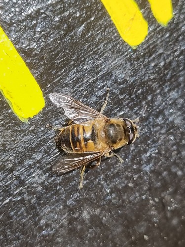 Unknown species found near Ulster County, NY, USA