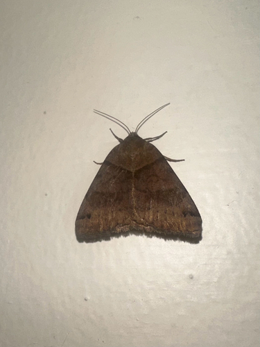 Clover Looper Moth (Caenurgina crassiuscula)