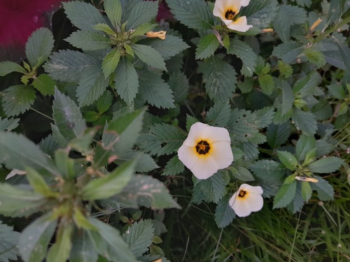 Cuban Buttercup