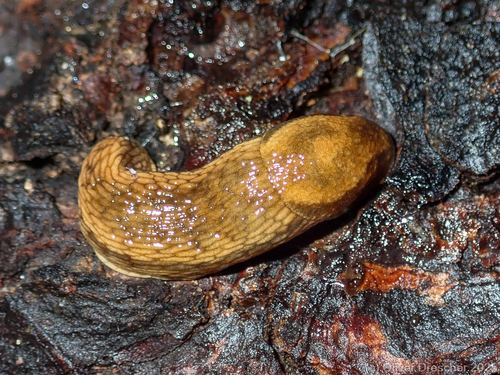 Arion fuscus