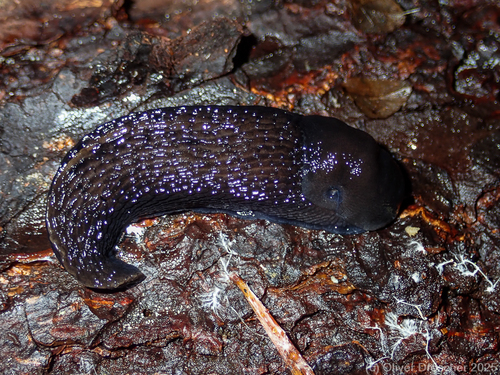 Limax cinereoniger