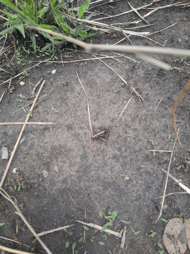 Mozambique ridged frog