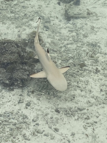 Carcharhinus melanopterus