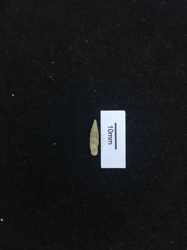 Formosanella recedens