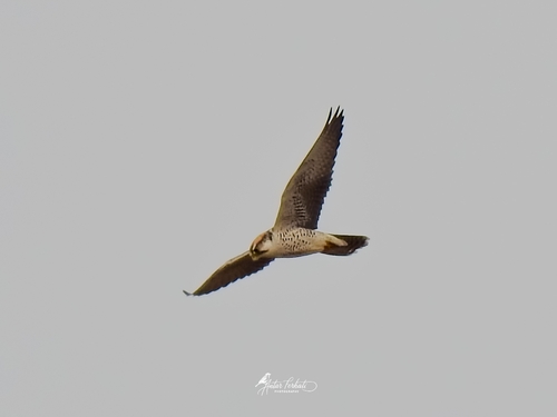 Lanner Falcon