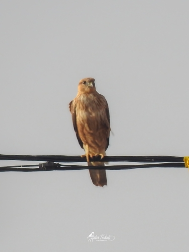 Long-legged Buzzard