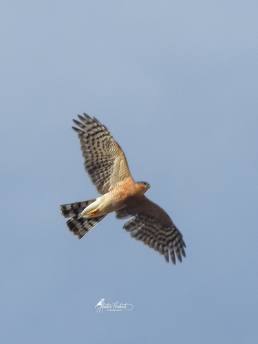 Eurasian Sparrowhawk