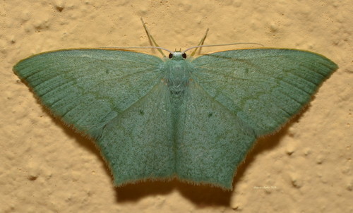 Maxates centrophylla (Meyrick, 1888)