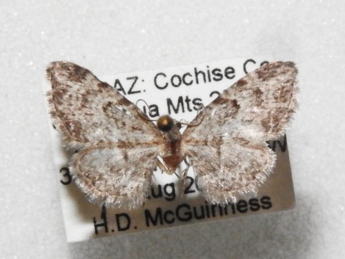 Eupithecia piccata