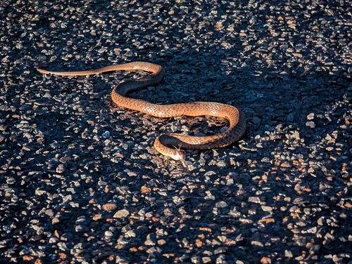 Common keelback sighting