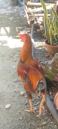 Red Junglefowl