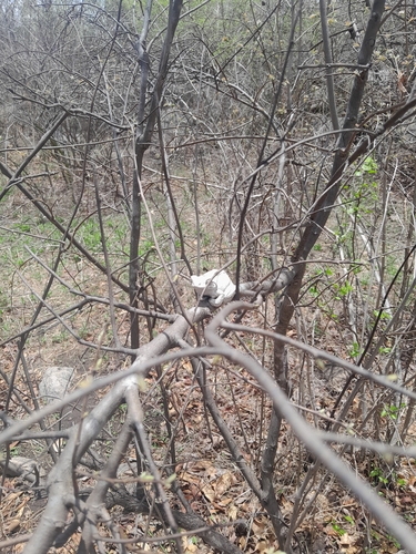 Grey Foam-nest Tree Frog