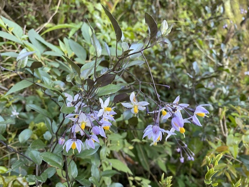potato vine