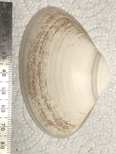 Southern Surfclam