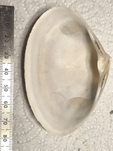Southern Surfclam