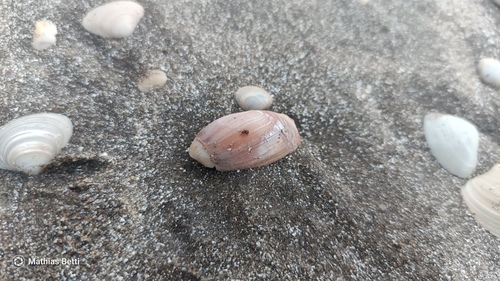 Olivancillaria carcellesi