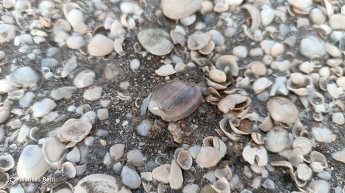 Olivancillaria deshayesiana