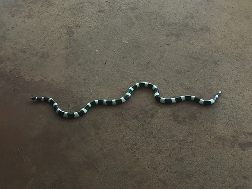 Eastern Bandy Bandy sighting