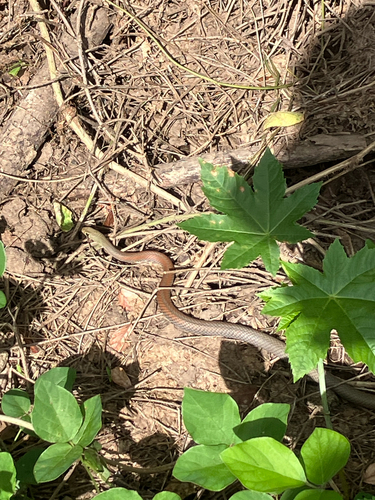 Yellow-faced Whipsnake sighting