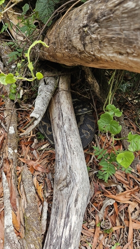 Coastal Carpet Python sighting