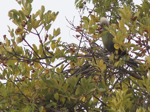 Prince Ruspoli's Turaco