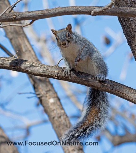 Arizona Gray Squirrel