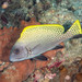 Blackfin Sweetlips - Photo (c) msilver2, all rights reserved