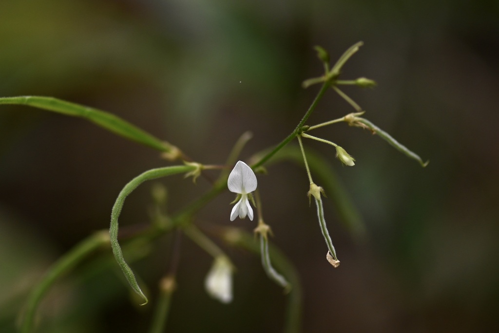 Sohmaea zonata (Sohmaea zonata)