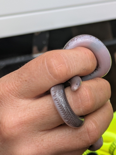 Rotund Blind Snake sighting