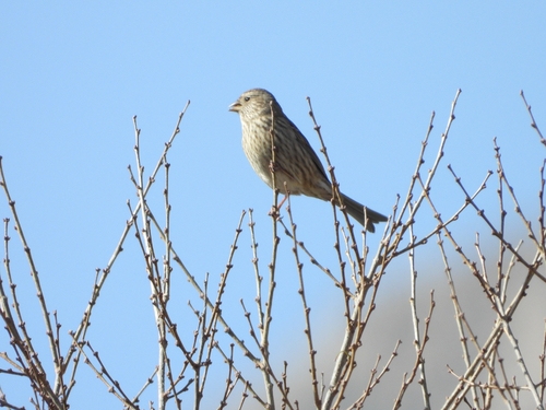 Chinese Beautiful Rosefinch